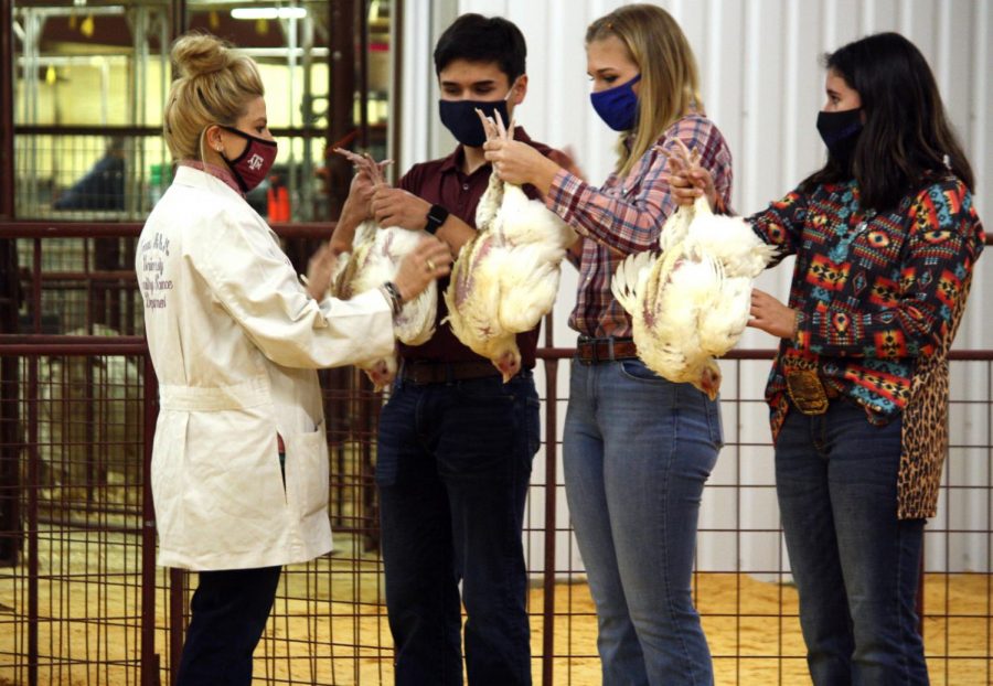 A Lampasas County Stock Show Judge inspects the chickens of  2020 graduate Robert LaMountain, senior Emma Jones and junior Abriana Flores. 