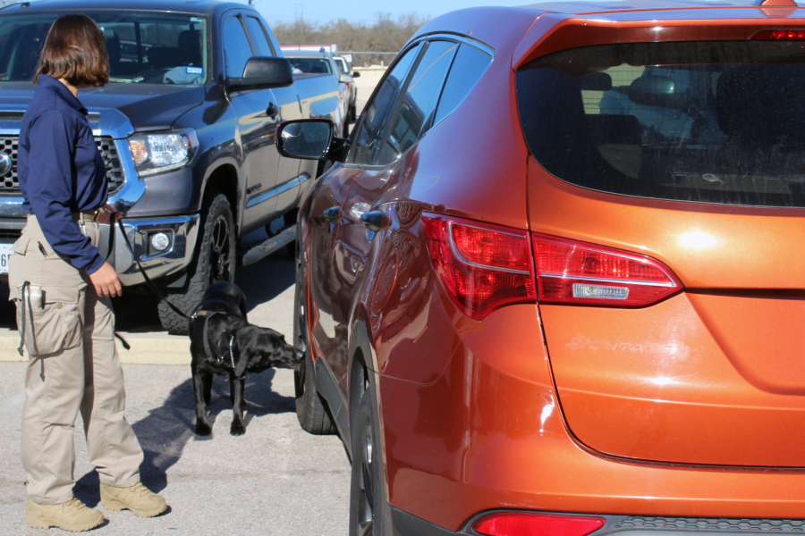 The drug dog searches the parking lot during its random weekly visit Jan. 5.