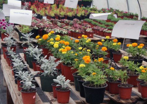 The greenhouse plant sale includes sweet potato vines and marigolds. 