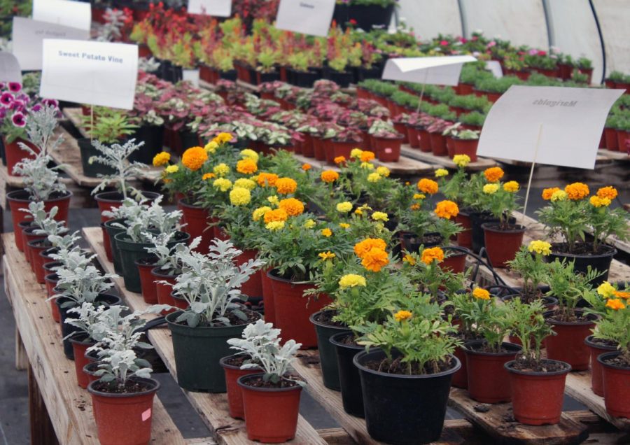 The+greenhouse+plant+sale+includes+sweet+potato+vines+and+marigolds.+