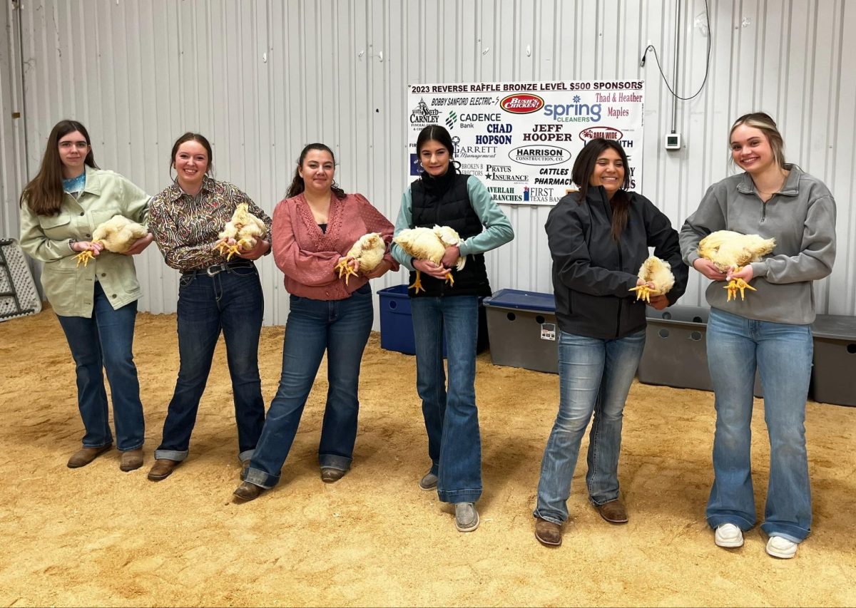 FFA students hold their chickens at the stock show.