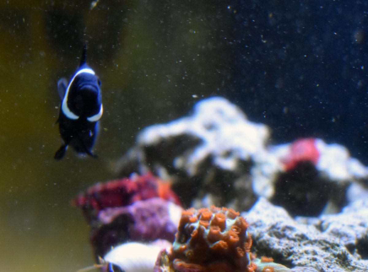 Clownfish+swims+around+the+coral+in+a+saltwater+tank.