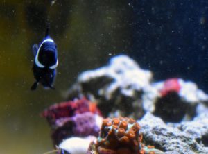 Clownfish swims around the coral in a saltwater tank.