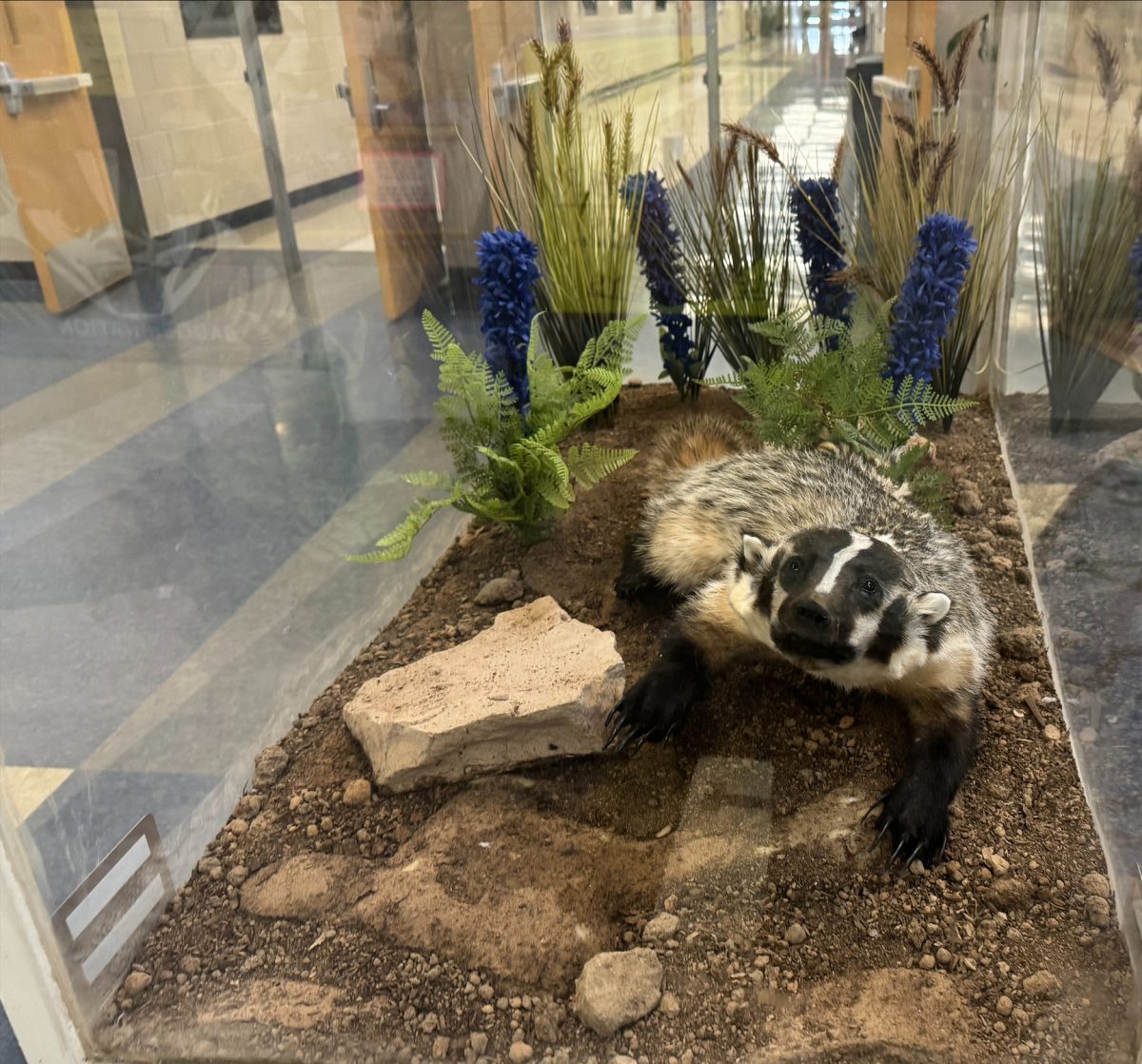 This taxidermy badger was done by Fleeman Taxidermy and donated by alumnus Scott Chainey. 